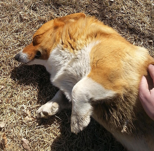 Warm Sun + Belly Rub = Corgi Heaven