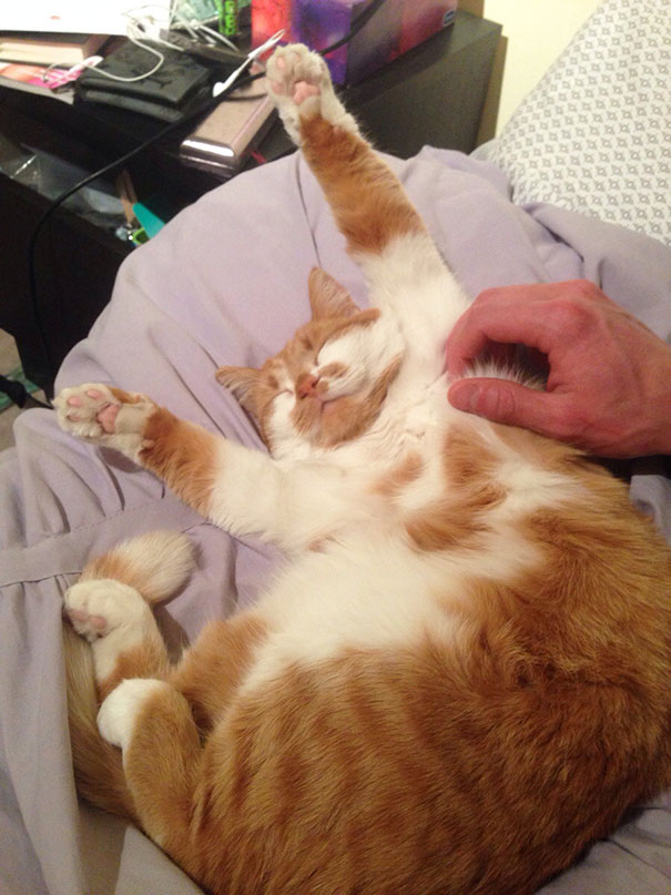 My Cat Smiles Like Crazy When You Rub Her Belly