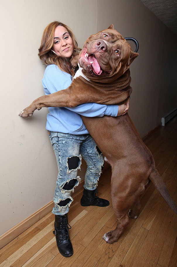 Hulk, At 173 Lbs, Might Be The World’s Biggest Pitbull