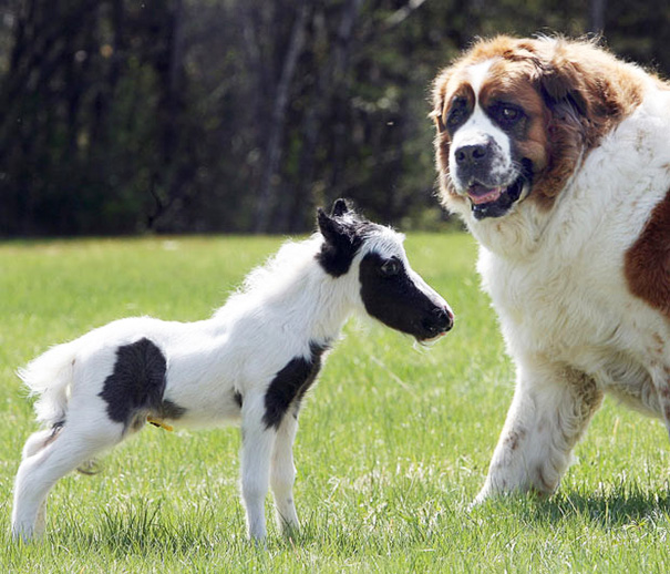Dog As Big As A Horse