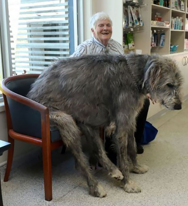 Irish Wolfhound