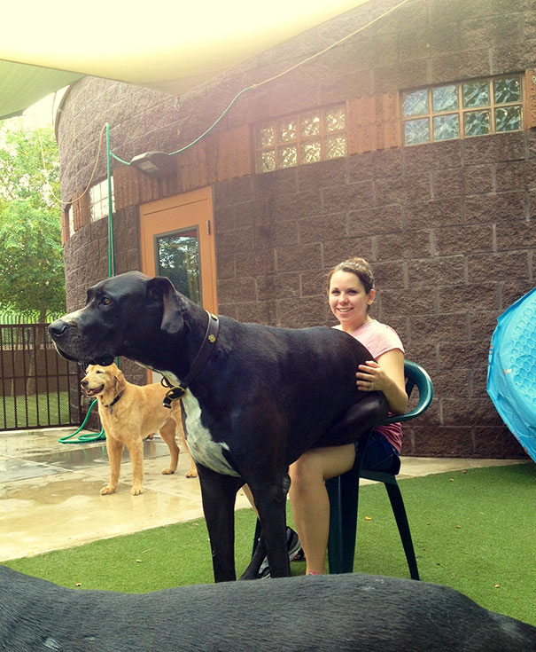 She Firmly Believes She's A Lap Dog