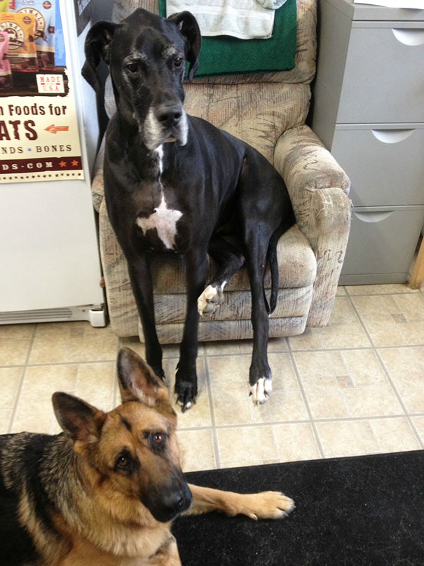 My Great Dane Doesn't Realize How Huge He Is