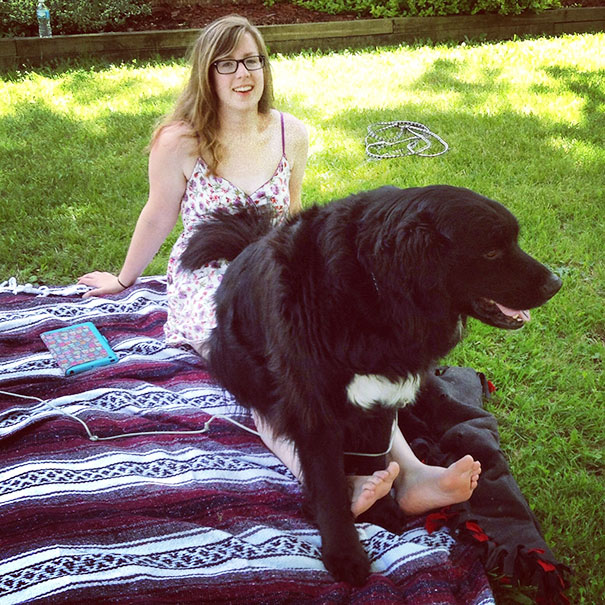 My 120lbs Lap Dog Rufus