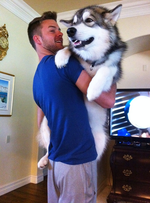 My 80-Pound Malamute Still Likes To Be Held