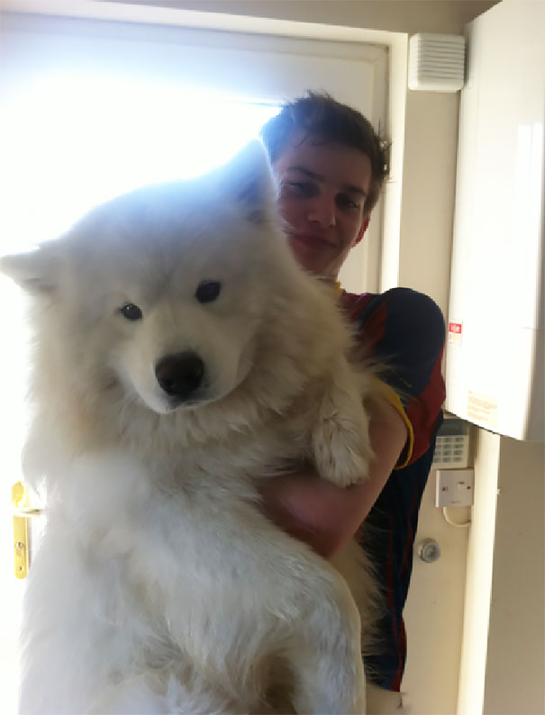 Samoyed