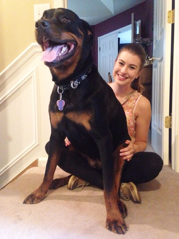 Cupcake Thinks He's A Lap Dog