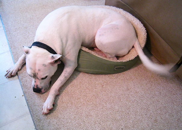 Fraggle Really Loves This Bed, Even If It's Too Small For Him