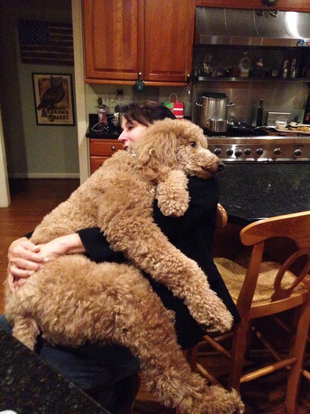 He Thinks He's A Lap Dog