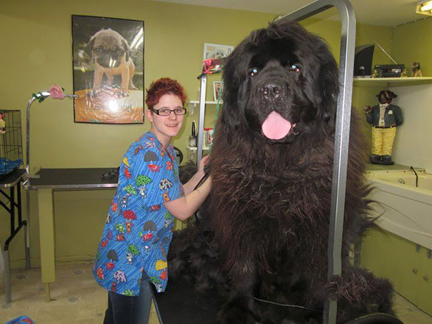 It's A Bear! It's A Mammoth! No It's Giant Dog!