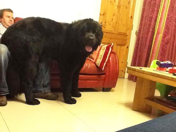Ben The Newfoundland