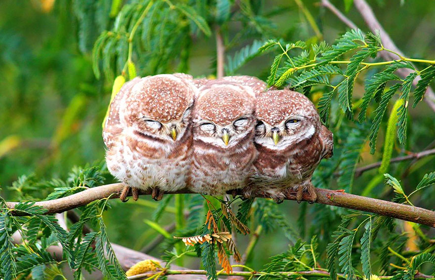 Owls Bundled Up On A Cold Morning