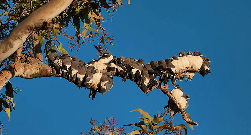 Flock Of White Breasted Woodswallows
