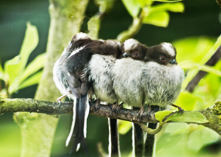 Huddle Of Longtailed Tits
