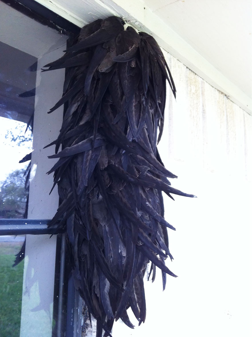 Birds Huddled Up Together On The House