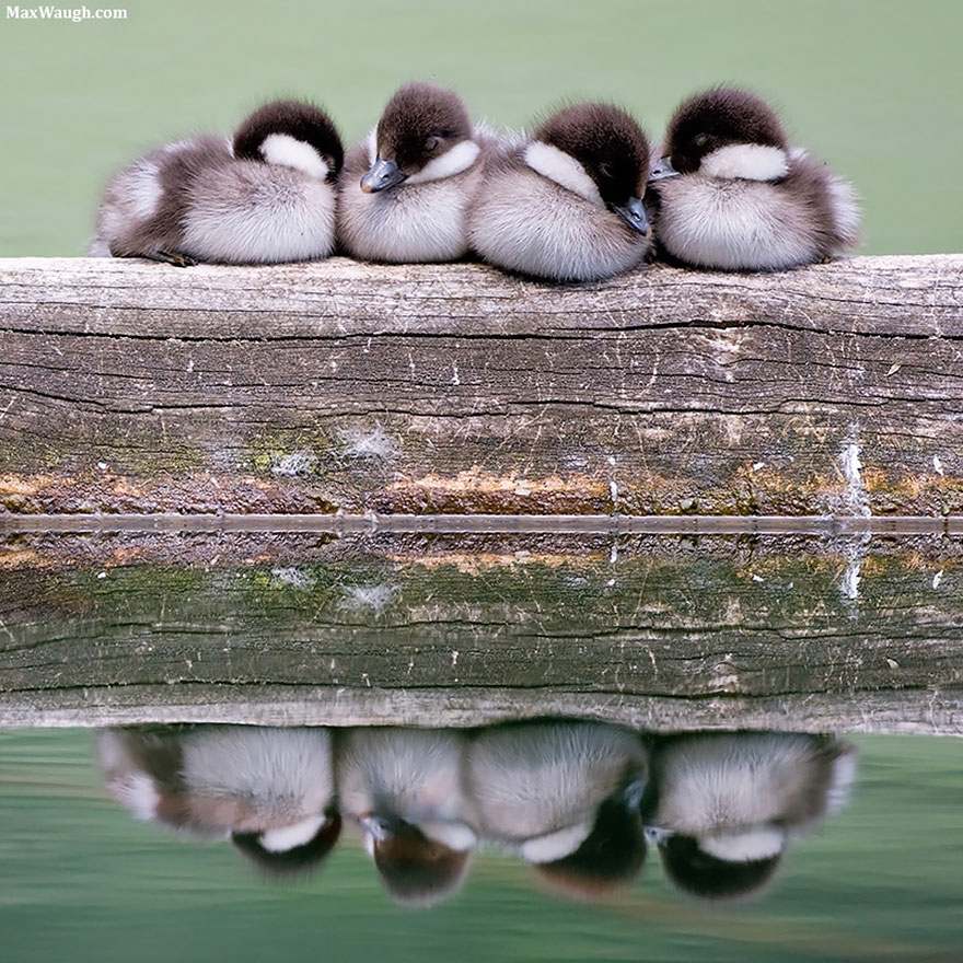 Napping Goldeneye Chicks