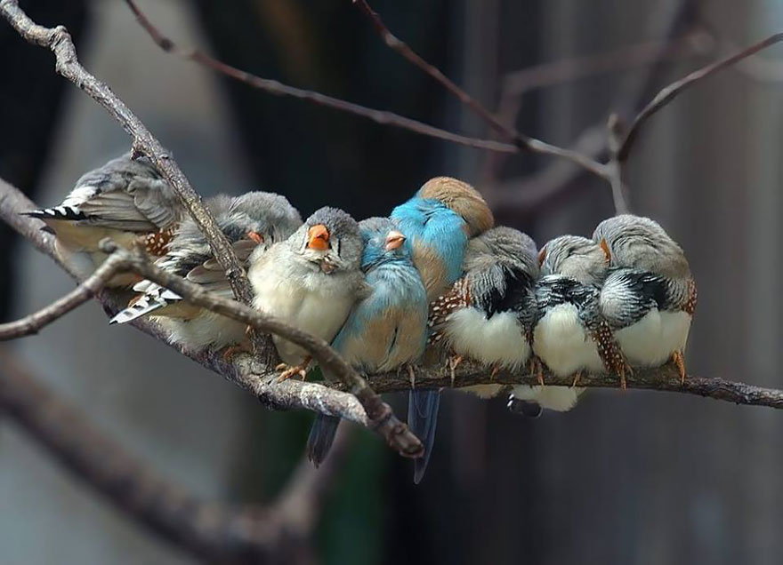 Finch Family
