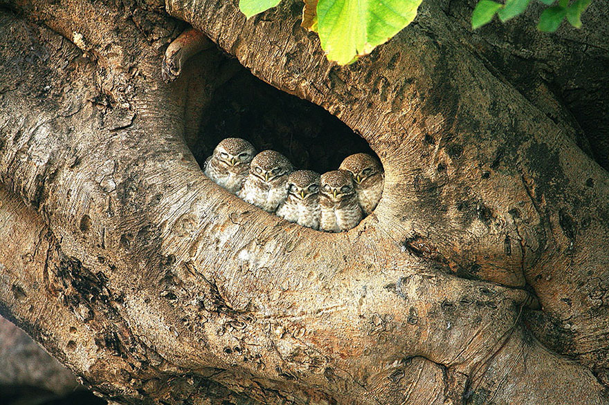 A Baby Owl Pack