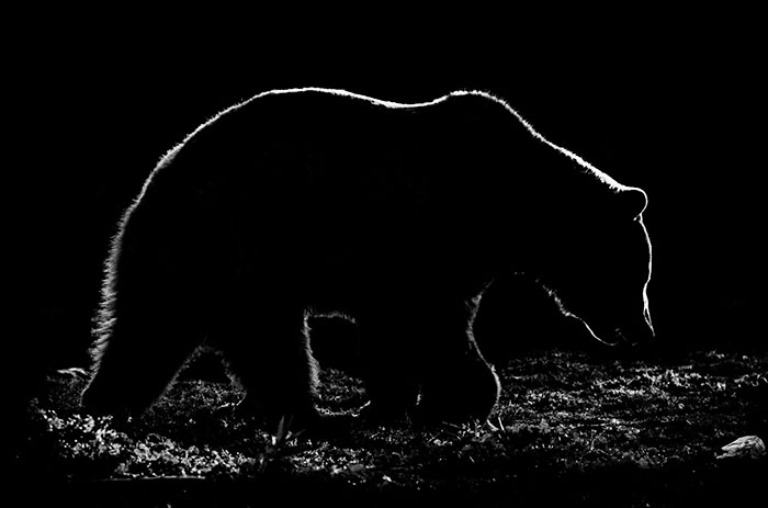 Animal Outlines: My Black And White Photos Of Animal Silhouettes