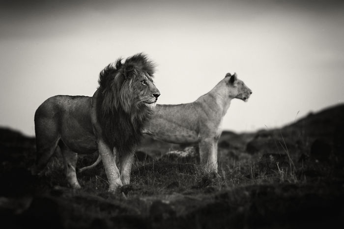 Portraits From A Kingdom: I Photograph Lions To Convey Their Magical Qualities