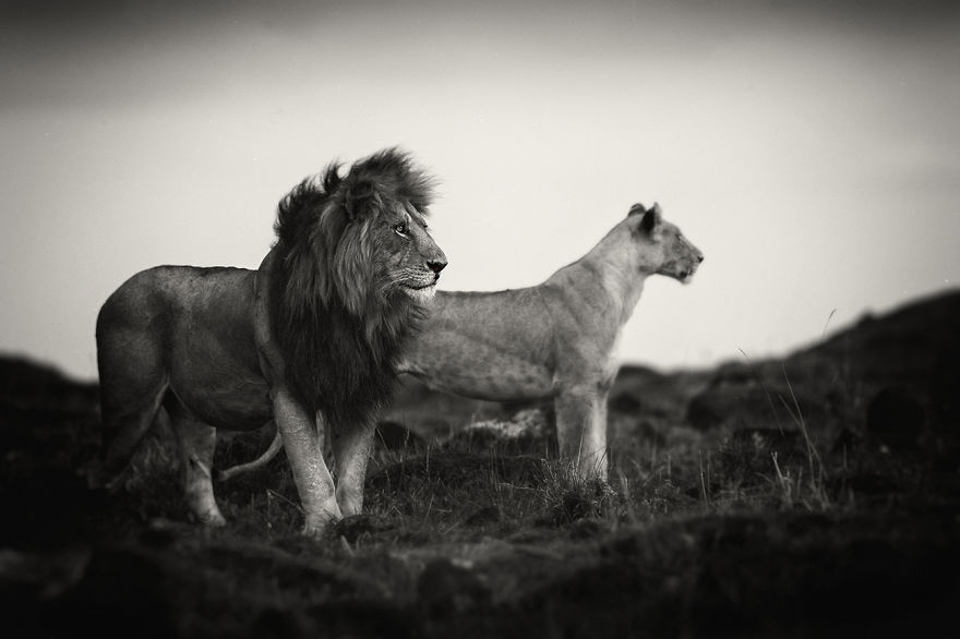 Portraits From A Kingdom: I Photograph Lions To Convey Their Magical Qualities