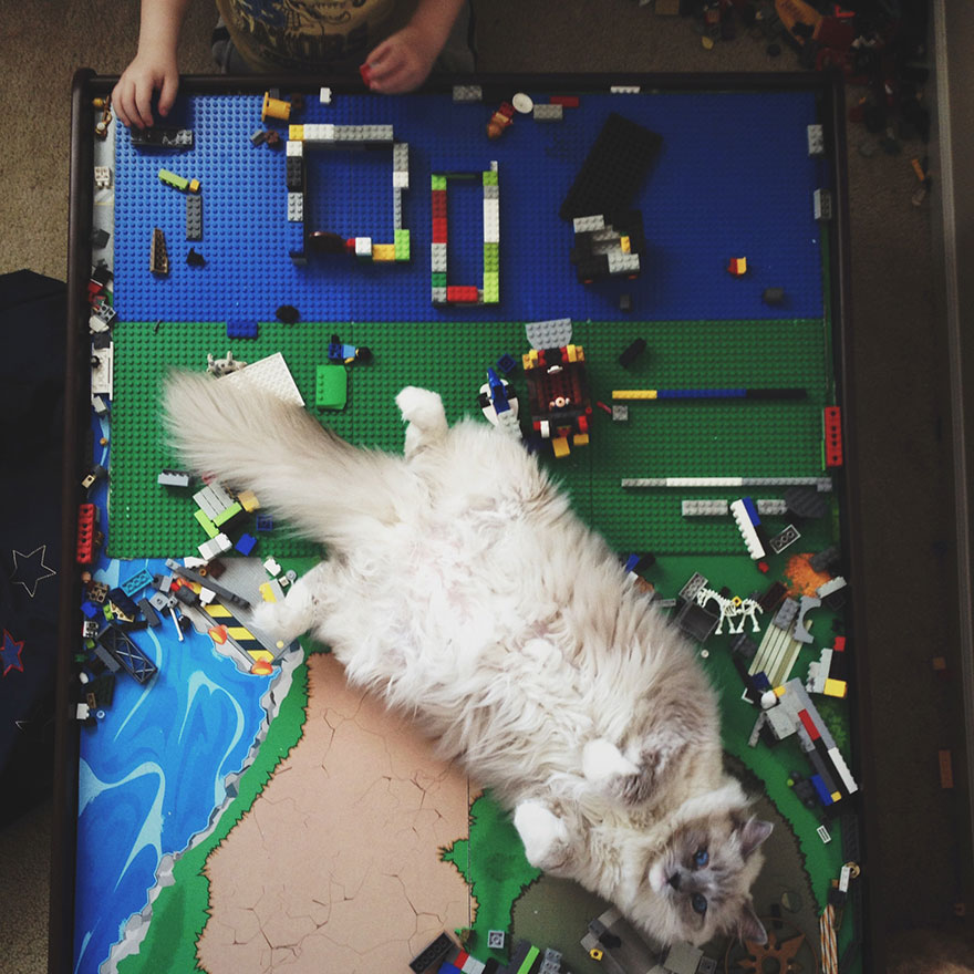 boy-cat-friendship-beth-mancuso6 boy-cat-friendship-beth-mancuso6