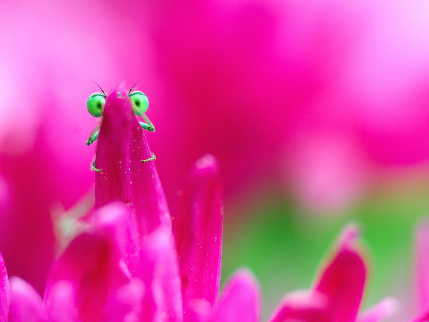 Adorable Dragonflies Hiding In My Backyard Adorable Dragonflies Hiding In My Backyard