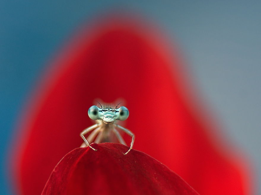 Adorable Dragonflies Hiding In My Backyard Adorable Dragonflies Hiding In My Backyard