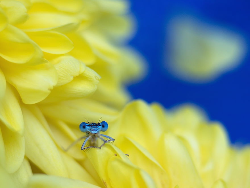 Adorable Dragonflies Hiding In My Backyard Adorable Dragonflies Hiding In My Backyard