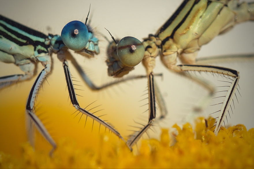Adorable Dragonflies Hiding In My Backyard Adorable Dragonflies Hiding In My Backyard