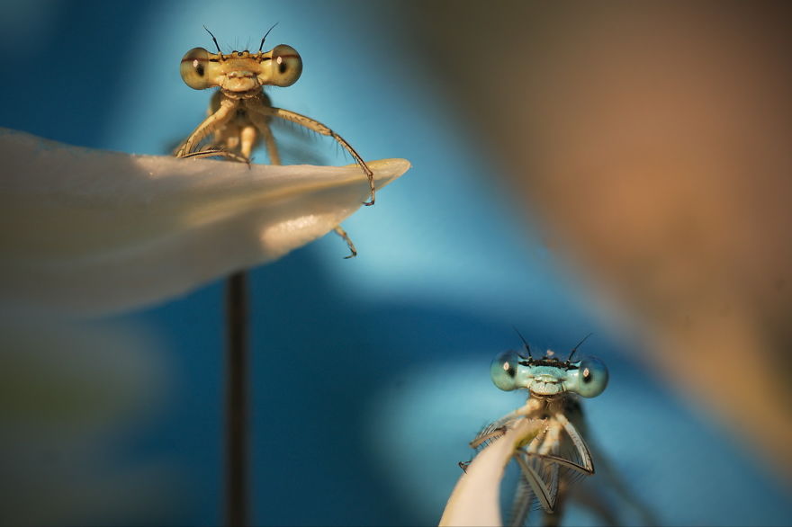 Adorable Dragonflies Hiding In My Backyard Adorable Dragonflies Hiding In My Backyard