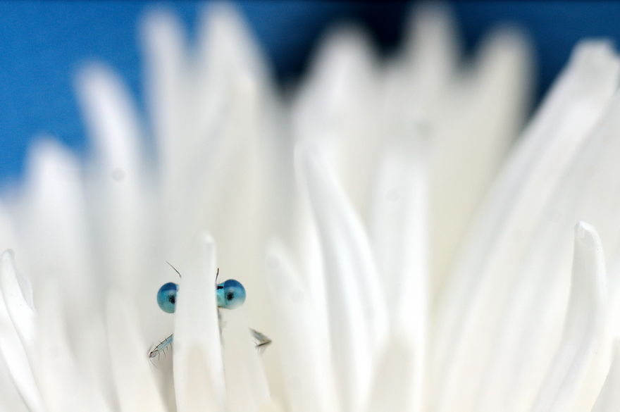 Adorable Dragonflies Hiding In My Backyard Adorable Dragonflies Hiding In My Backyard