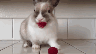 Rabbit Eating Raspberries