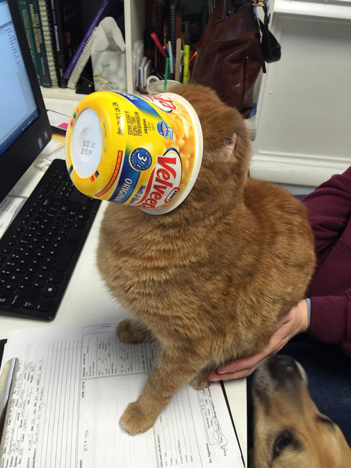 cat-housefire-survivor-comforts-animals-russel-1 cat-housefire-survivor-comforts-animals-russel-1