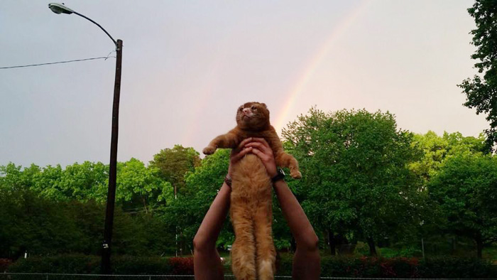 cat-housefire-survivor-comforts-animals-russel-15