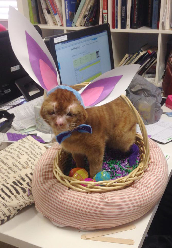 cat-housefire-survivor-comforts-animals-russel-17 cat-housefire-survivor-comforts-animals-russel-17