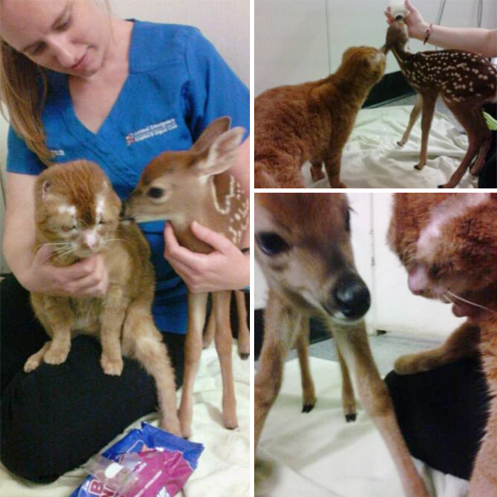 cat-housefire-survivor-comforts-animals-russel-19 cat-housefire-survivor-comforts-animals-russel-19