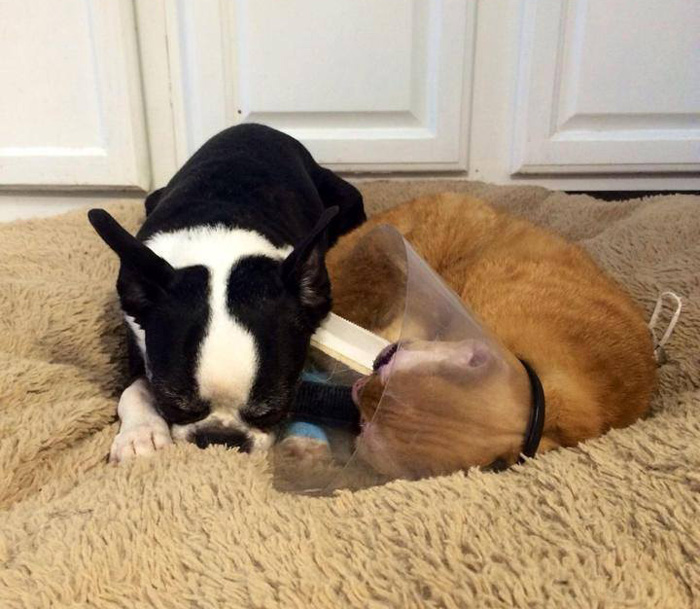 cat-housefire-survivor-comforts-animals-russel-5 cat-housefire-survivor-comforts-animals-russel-5