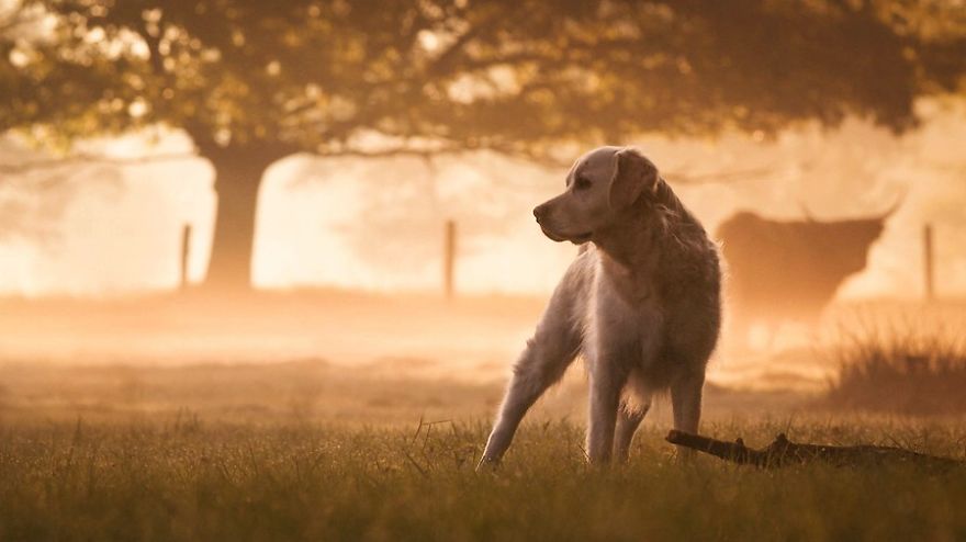 There Are So Many Reasons Why I Love My Golden Retriever There Are So Many Reasons Why I Love My Golden Retriever