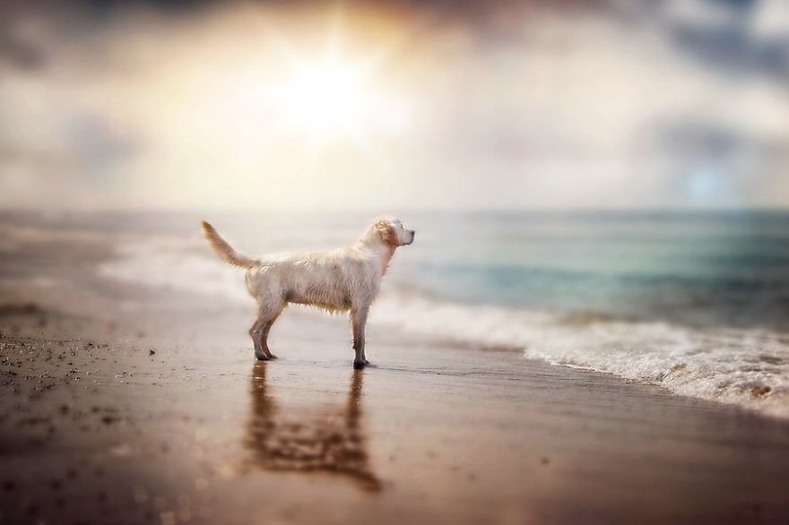 There Are So Many Reasons Why I Love My Golden Retriever There Are So Many Reasons Why I Love My Golden Retriever