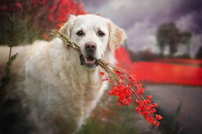 There Are So Many Reasons Why I Love My Golden Retriever