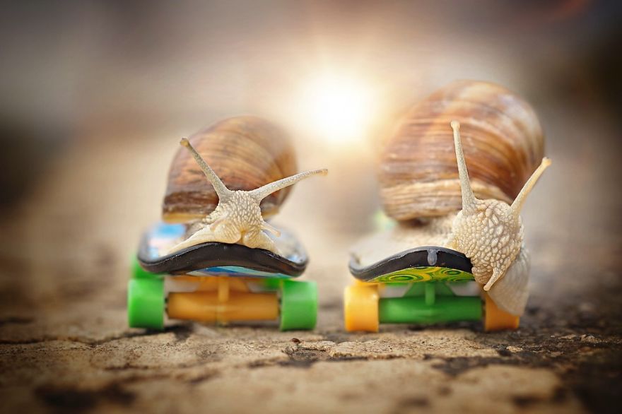Let Me Show You How Beautiful And Courageous Snails Can Be Let Me Show You How Beautiful And Courageous Snails Can Be