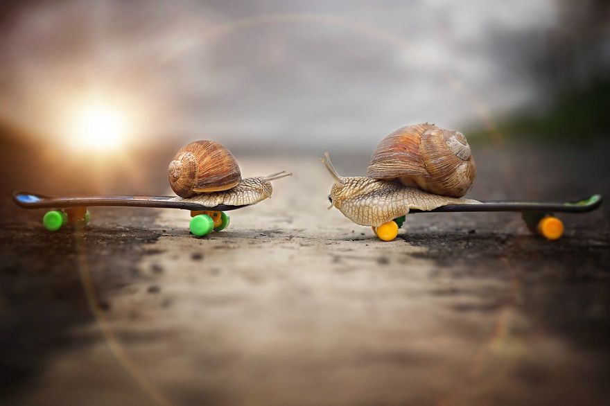Let Me Show You How Beautiful And Courageous Snails Can Be