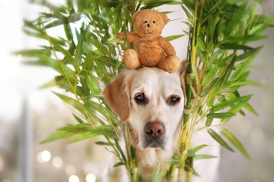 The Adventures Of Golden Retriever Mali And His Teddy Bear The Adventures Of Golden Retriever Mali And His Teddy Bear