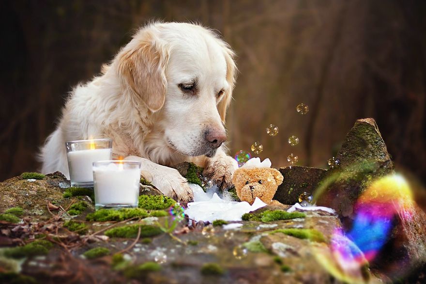 The Adventures Of Golden Retriever Mali And His Teddy Bear The Adventures Of Golden Retriever Mali And His Teddy Bear