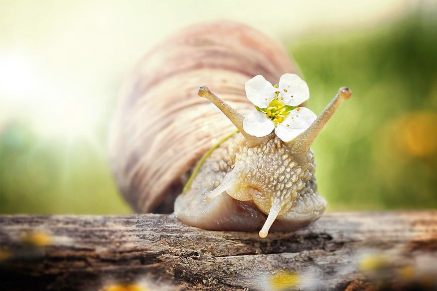 Let Me Show You How Beautiful And Courageous Snails Can Be Let Me Show You How Beautiful And Courageous Snails Can Be