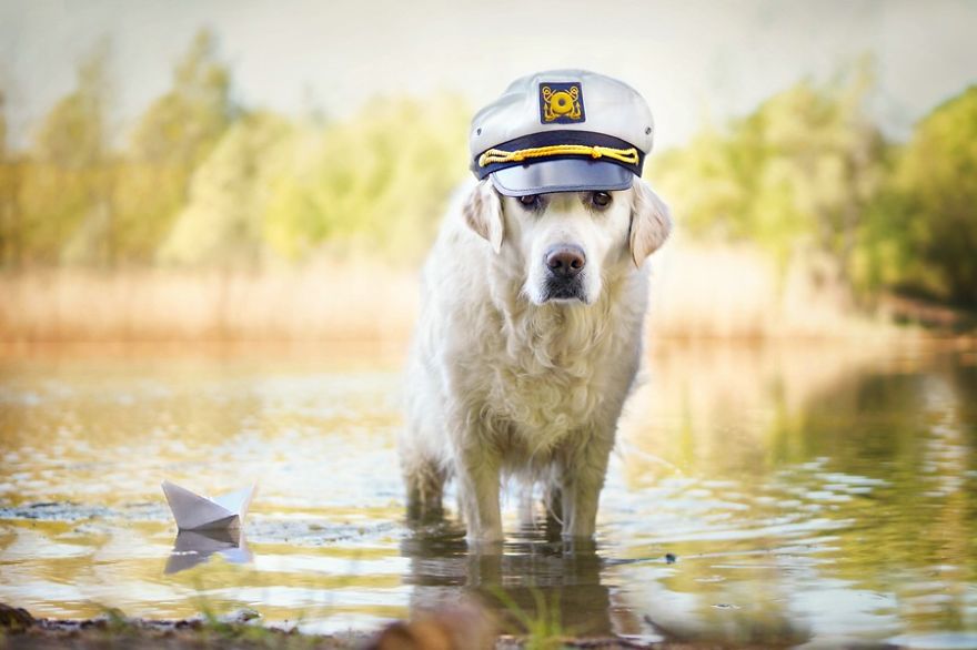 There Are So Many Reasons Why I Love My Golden Retriever There Are So Many Reasons Why I Love My Golden Retriever