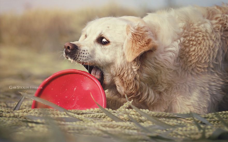 There Are So Many Reasons Why I Love My Golden Retriever There Are So Many Reasons Why I Love My Golden Retriever