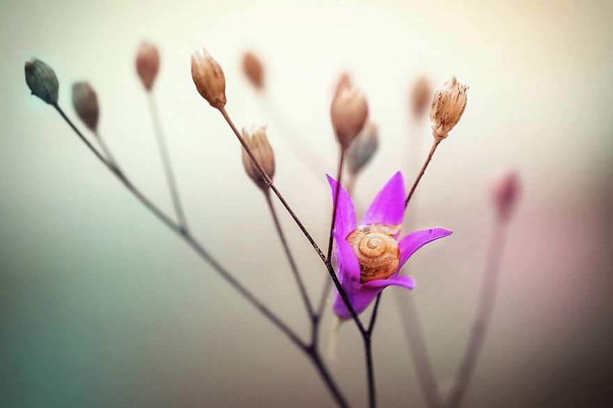 Let Me Show You How Beautiful And Courageous Snails Can Be Let Me Show You How Beautiful And Courageous Snails Can Be