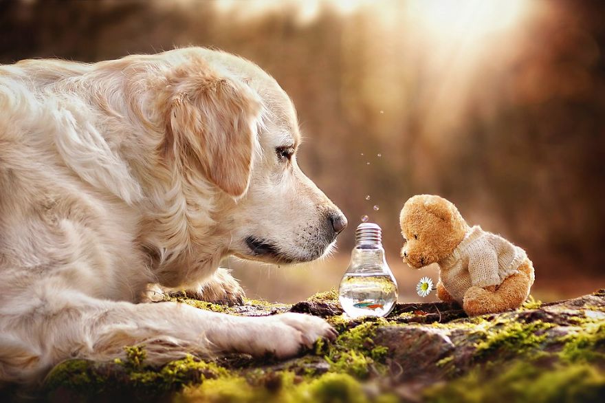The Adventures Of Golden Retriever Mali And His Teddy Bear The Adventures Of Golden Retriever Mali And His Teddy Bear